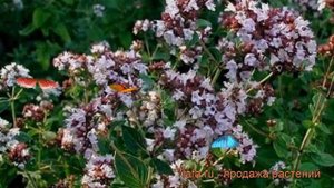 Душица обыкновенная Вильде Майоран Компакт ? обзор: как сажать, рассада душицы