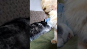 Подкожные клещи у кота