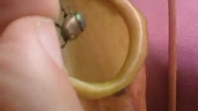 nepenthes x.ventrata eats medium beetle смотреть онлайн