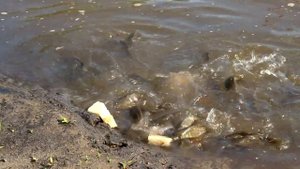 Выращивание карпа в маленьком пруду возле дома, эксперимент ч. 22 наличие рыбы много карпа