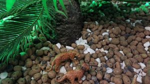 Тайга мультик про животных