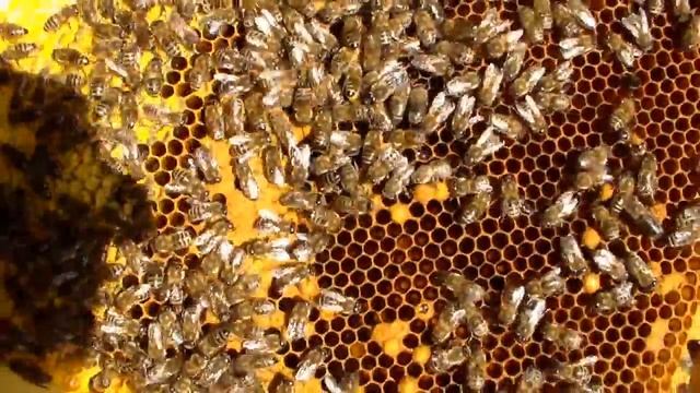 Подсаживаю матку бакфаст в проблемную семейку. смотреть онлайн