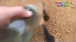 Подборка приколов с животными: смешные лисички