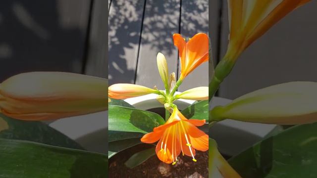 Natal lily part 1