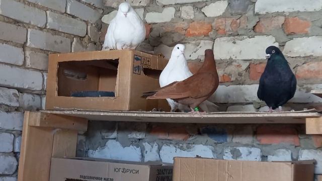 Ижевские голуби 2022 г. 89206248842, 89209037332 смотреть онлайн