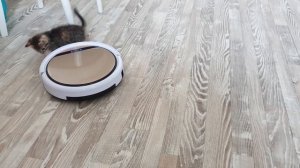 Котёнок и робот пылесос. Маруся катается и играет с роботом.