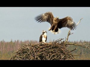 Скопа прогоняет белохвоста из своего гнезда