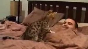 Самый шустрый бенгальский котенок   Bengal kitten