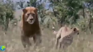 Гепард спасает детей от Льва/Cheetah saves children from the lion