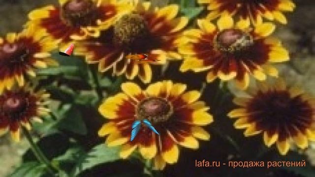 Рудбекия хирта Рустик ? хирта рудбекия Рустик обзор: как сажать, семена рудбекии Рустик смотреть онлайн