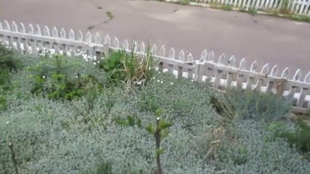 Смоковница в палисаднике 07 05 2020