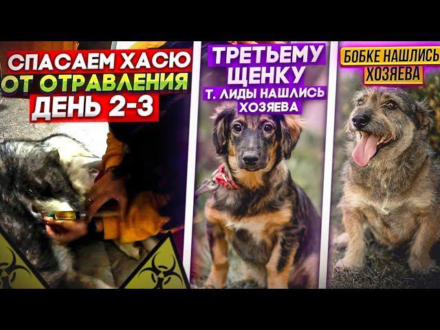 Экстренное спасение Хаси.Новые щенки в котидоме. Тимошку и Бобку отправляем к хозяевам. Орион погиб