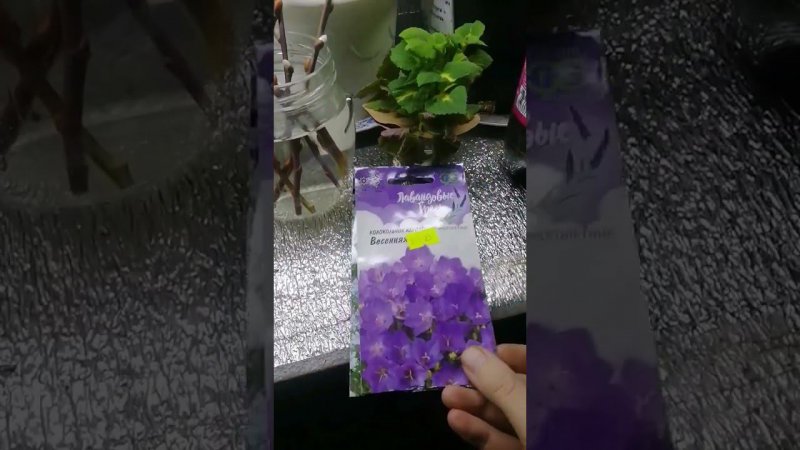 Купила семена цветов #огород #сад #цветы #garden #дача #садсвоимируками