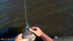 Рыбалка сетями. Ловля на частном водоеме.