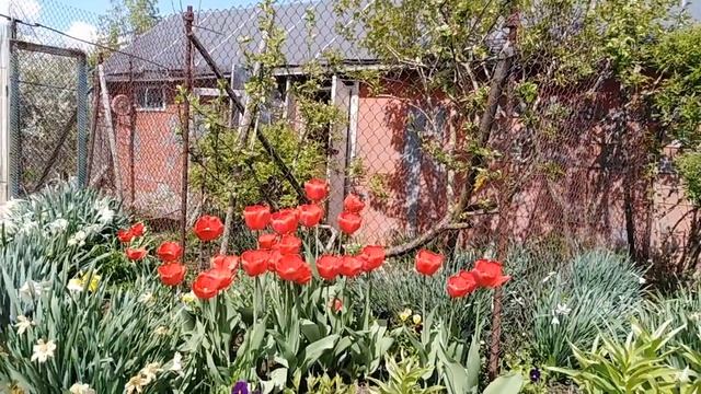 Пасынкование и подкормка томатов. Парад тюльпанов.