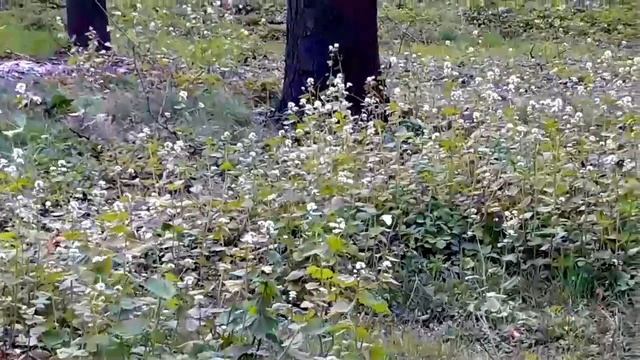 Стихотворение «Мольба», автор стихов и музыки Лариса Лукашевская смотреть онлайн