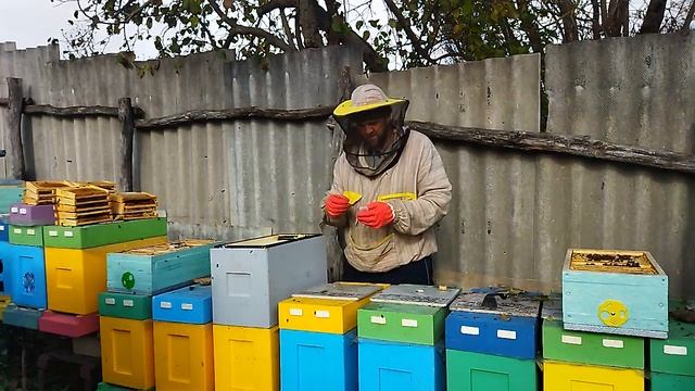 Подготовка нуклеусов к зиме смотреть онлайн