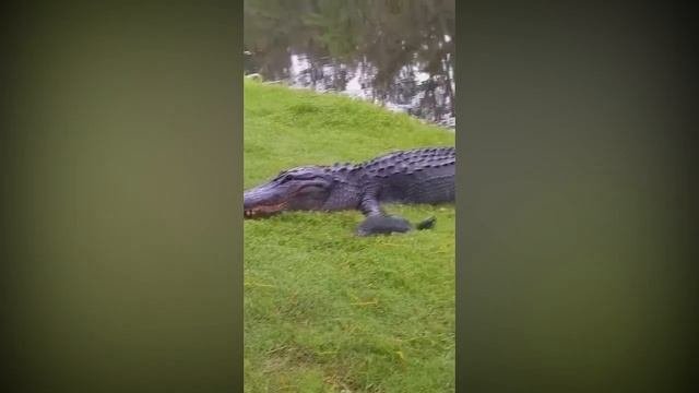 Невероятно Странное Поведение Животных, Которое не Могут Объяснить. Дикий Мир в дикой природе.