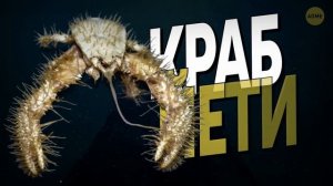 Кто живет в самом одиноком месте на Земле