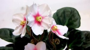 Humako Star (Humako) Видео обзор сорта фиалки. Юлия Датта