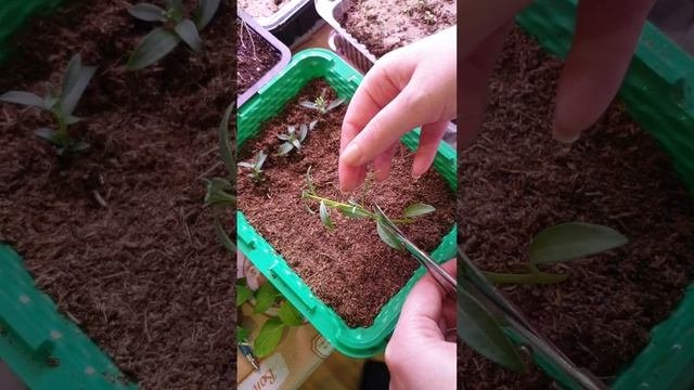 алиссум размножение черенками. черенкование алиссума вегетативного весной. рассада алиссума в таблетках. алиссум черенками. черенкование алиссума.