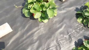 Сорт клубники Хепил, плодоношение в Ягодном подворье 2022 г.