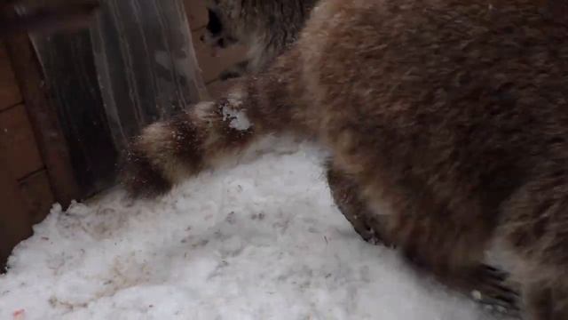 В Московском зоопарке уснули енотовидная собака и еноты смотреть онлайн