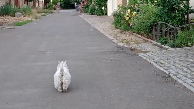 Вечерняя прогулка с Аделькой. Миллион роз на улицах нашего поселка. Гуляем и любуемся красотой! смотреть онлайн