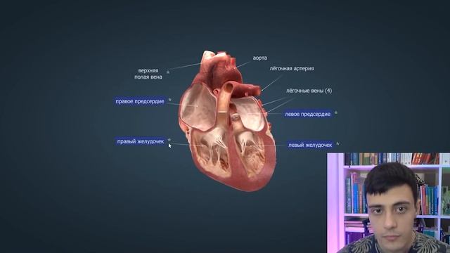 Строение сердца, лучшее объяснение за 5 минут  | ЕГЭ Биология | Глеб Мендель