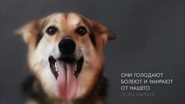 Социальный ролик/БЕЗДОМНЫЕ ЖИВОТНЫЕ смотреть онлайн
