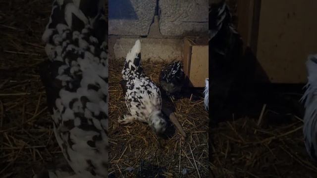 Курочки мини несушки. #мини_куры смотреть онлайн