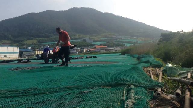 Работа в Южной Корее на морской капусте. смотреть онлайн