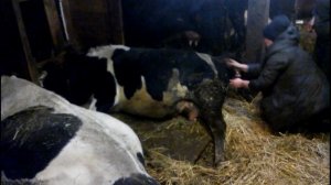 отел коровы большой теленок голштинизированный бык