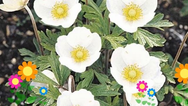 Анемона лесная Сноу вайт (Snow White). Краткий обзор, описание характеристик, где купить саженцы смотреть онлайн