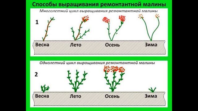Как ОБРЕЗАТЬ МАЛИНУ осенью для увеличения урожая. Когда обрезать ремонтантную малину. смотреть онлайн