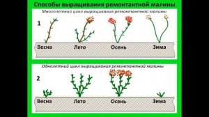 Как ОБРЕЗАТЬ МАЛИНУ осенью для увеличения урожая. Когда обрезать ремонтантную малину.