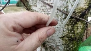 Как спускать березовый сок 2способа