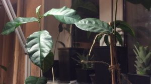 Как правильно выращивать ДЖЕКФРУТ!!!(ХЛЕБНОЕ ДЕРЕВО) СИНХРОННЫЙ РОСТ!!!