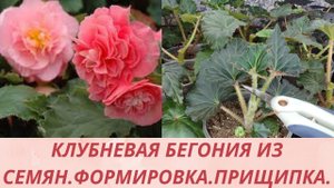Бегония. Обрезка пришипка бегонии. Формирую красивый пышный куст. Основной уход для роста бегоний.
