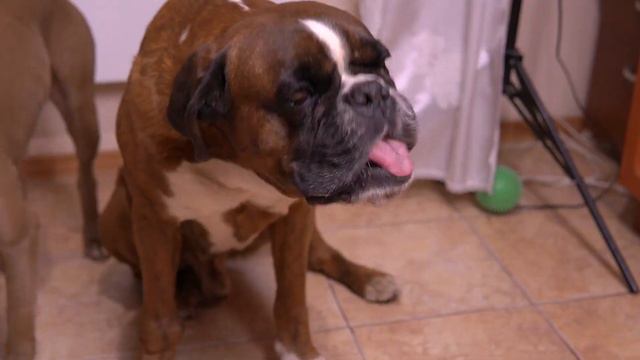 Нажарил чебуреков. Собаки требуют свою долю смотреть онлайн