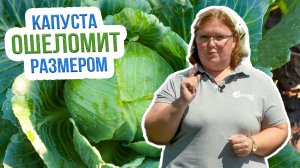 Чем подкормить капусту в августе? Универсальная подкормка для капусты. Результат вас порадует!