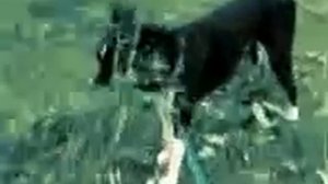 помесь стаффа и дворняги