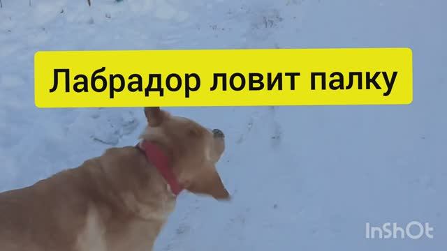 Собака лабрадор ретривер Тафгай бегает за палкой. Прыжок лабрадора Тафгая смотреть онлайн