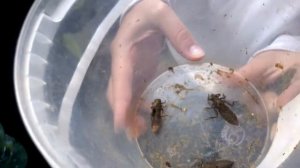 Личинка стрекозы часть 1