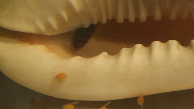 Выход малька АНЦИСТРУСА смотреть онлайн