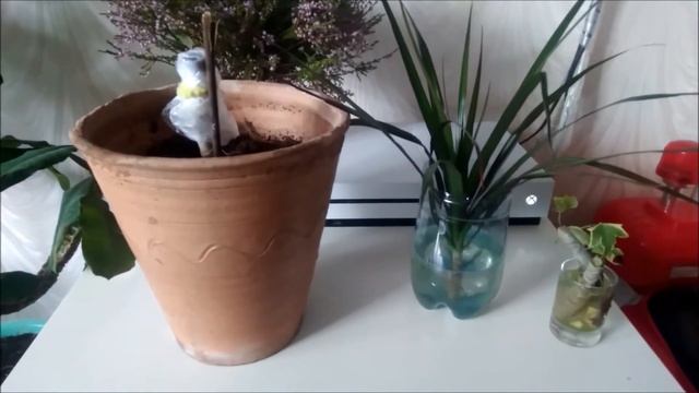 Мои комнатные растения.Формирование драцены