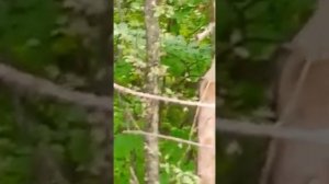 Поймали летучую мышь