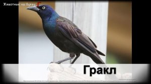 Животные на букву Г (1)