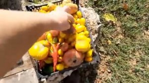 Мы купили две козы. Хозяйство пополняется..