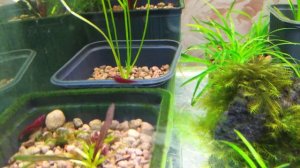 аквариумные креветки оранжевые